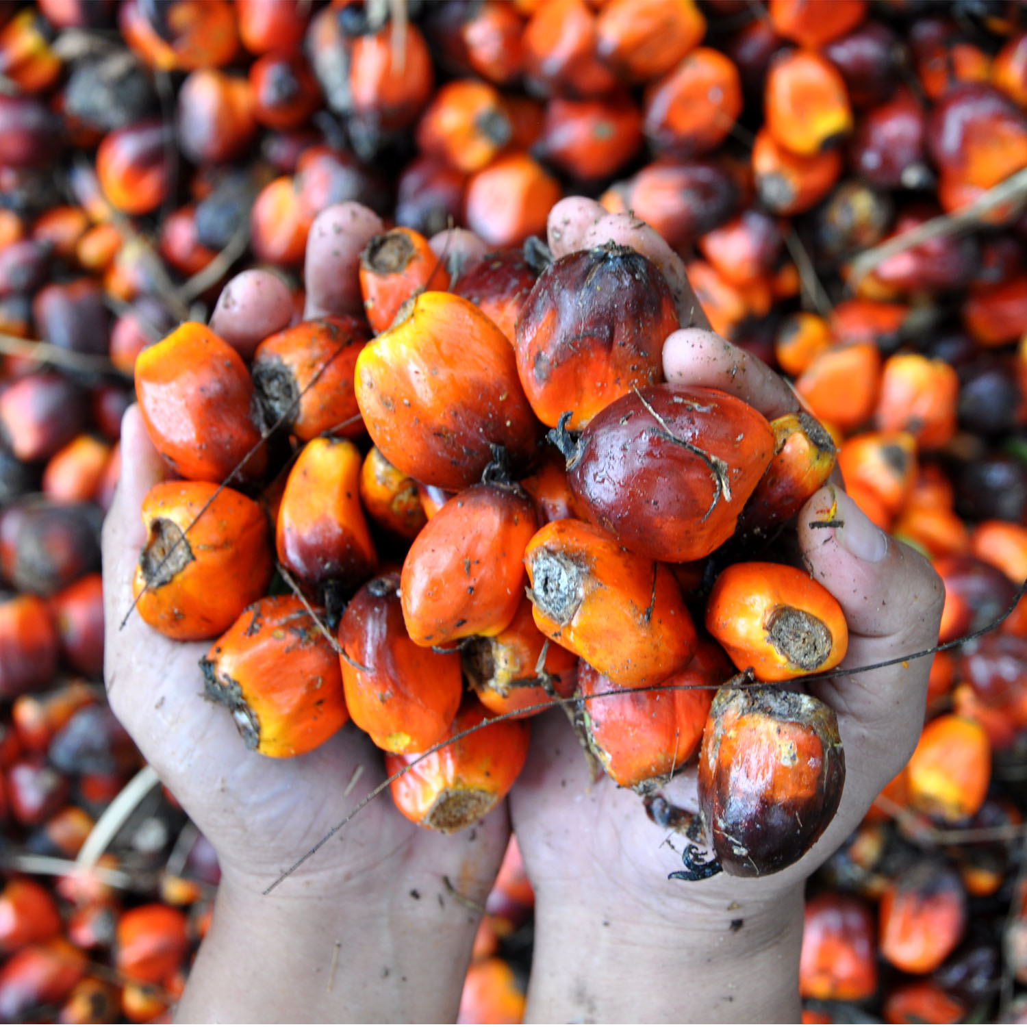 Hand-selected ripe palm fruit bunches